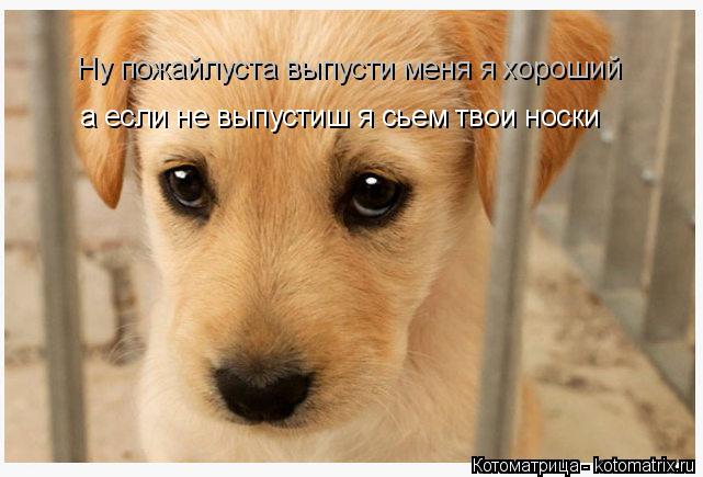 Ну пожайлуста выпусти меня я хороший а если не выпустиш я сьем твои носки... Котоматрица: Ну пожайлуста выпусти меня я хороший а если не выпустиш я сьем твои носки
