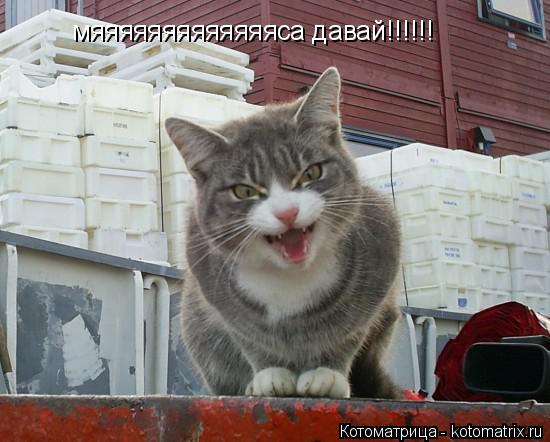 Котоматрица: мяяяяяяяяяяяяяса давай!!!!!!