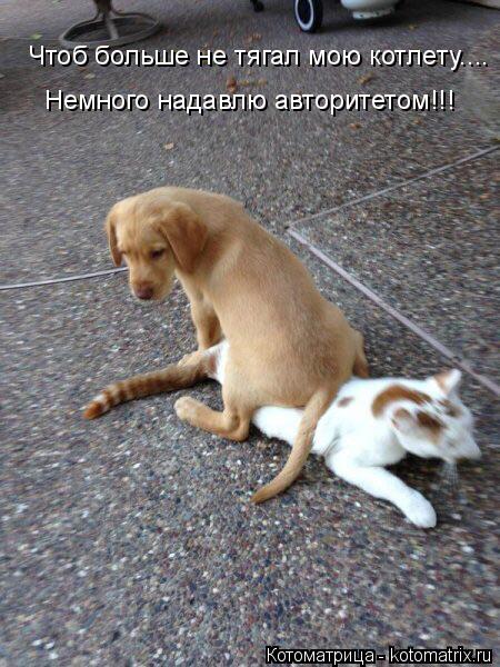 Котоматрица: Чтоб больше не тягал мою котлету.... Немного надавлю авторитетом!!!