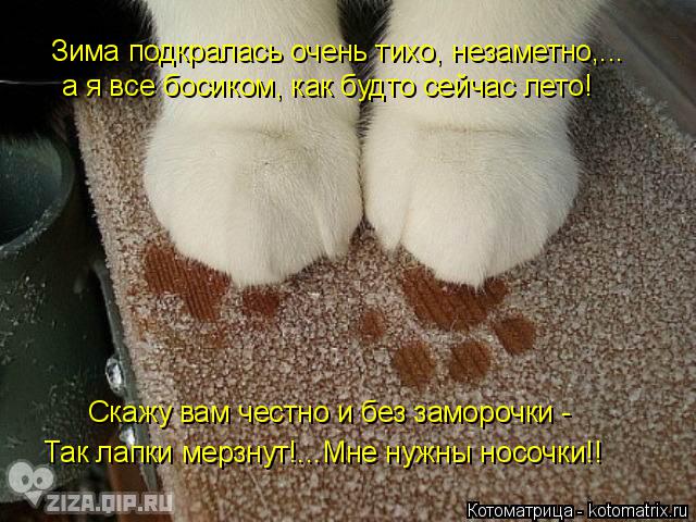 Котоматрица: Зима подкралась очень тихо, незаметно,... а я все босиком, как будто сейчас лето! Скажу вам честно и без заморочки - Так лапки мерзнут!...Мне нуж
