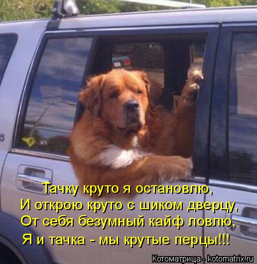 Тачку круто я остановлю, И открою круто с шиком дверцу, От себя безумный кайф ловлю, Я и тачка - мы к... Котоматрица: Тачку круто я остановлю, И открою круто с шиком дверцу, От себя безумный кайф ловлю, Я и тачка - мы крутые перцы!!!