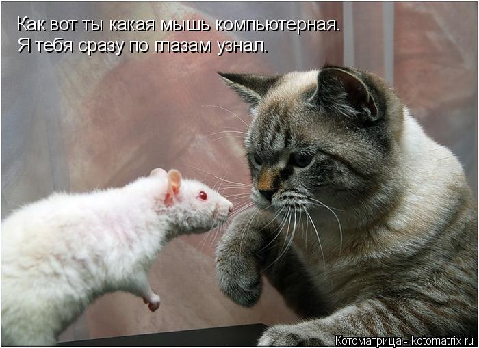 Котоматрица: Как вот ты какая мышь компьютерная. Я тебя сразу по глазам узнал.