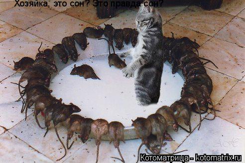 Котоматрица: Хозяйка, это сон? Это правда сон?