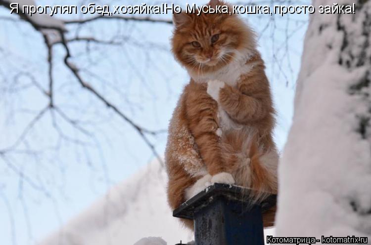 Котоматрица: Я прогулял обед,хозяйка!Но Муська,кошка,просто зайка!