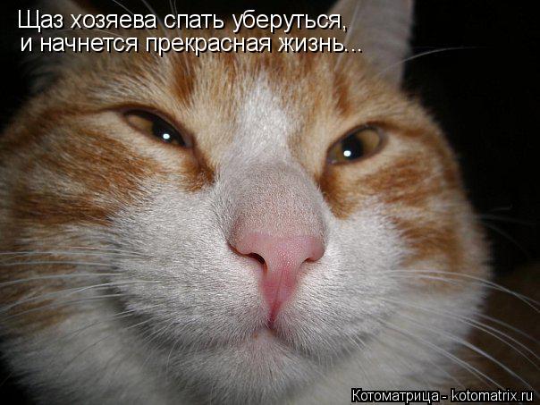 Котоматрица: Щаз хозяева спать уберуться,  и начнется прекрасная жизнь...