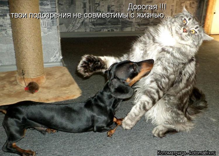 Котоматрица: Дорогая !!! твои подозрения не совместимы с жизнью...
