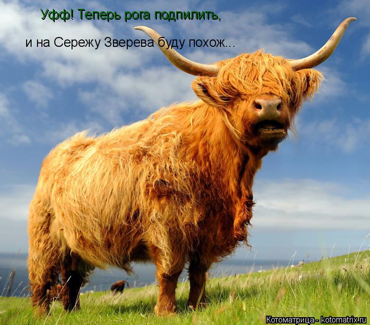 Котоматрица: Уфф! Теперь рога подпилить,  и на Сережу Зверева буду похож...