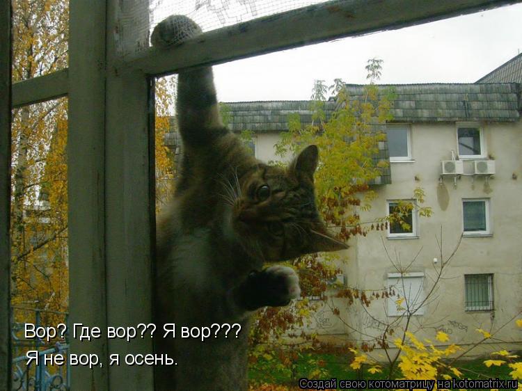 Котоматрица: Я не вор, я осень. Вор? Где вор?? Я вор???