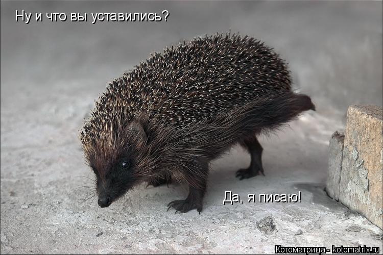 Котоматрица: Ну и что вы уставились? Да, я писаю!