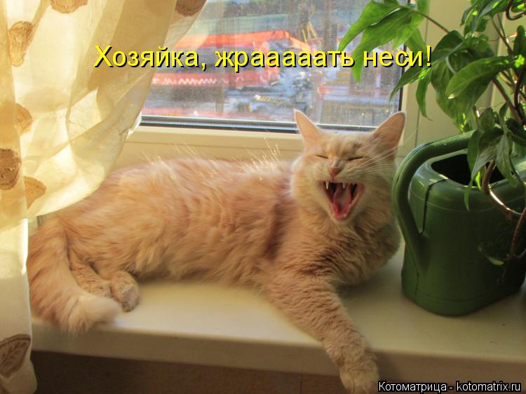 Хозяйка, жрааааать неси!... Котоматрица: Хозяйка, жрааааать неси!