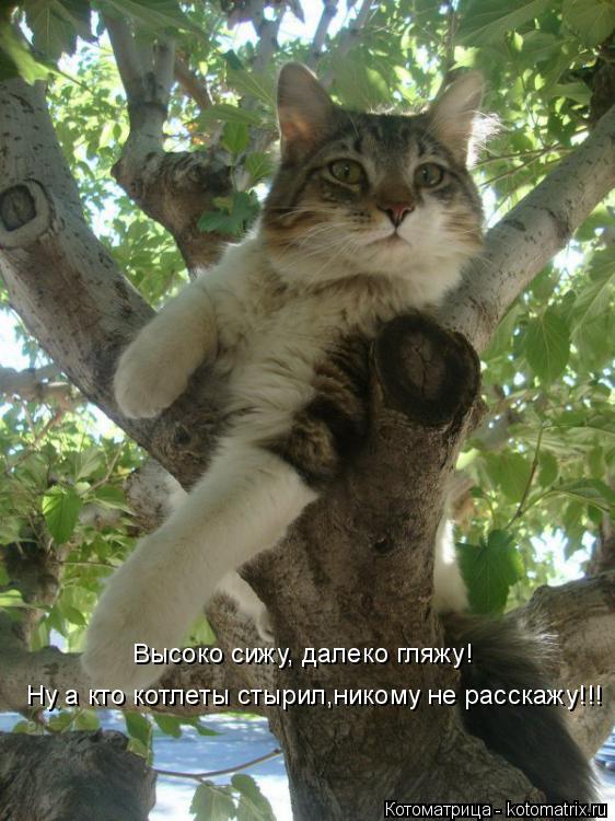 Ну а кто котлеты стырил,никому не расскажу!!! Высоко сижу, далеко гляжу!... Котоматрица: Ну а кто котлеты стырил,никому не расскажу!!! Высоко сижу, далеко гляжу!