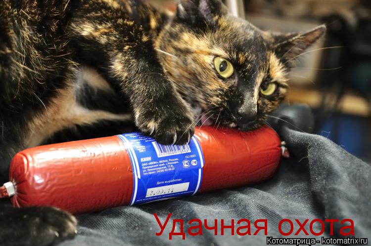 Удачная охота... Котоматрица: Удачная охота