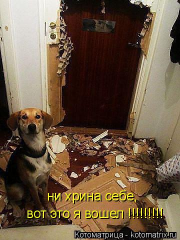 ни хрина себе, вот это я вошел !!!!!!!!!... Котоматрица: ни хрина себе, вот это я вошел !!!!!!!!!