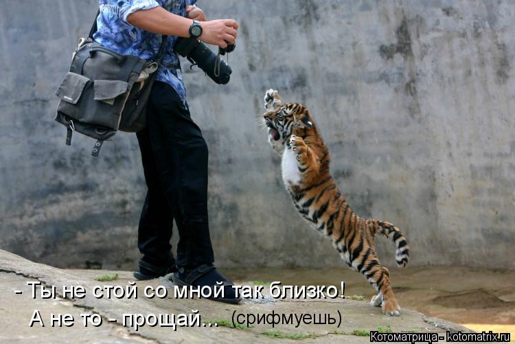 - Ты не стой со мной так близко! А не то - прощай... (срифмуешь)... Котоматрица: - Ты не стой со мной так близко! А не то - прощай... (срифмуешь)