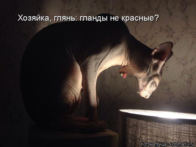 Хозяйка, глянь: гланды не красные?... Котоматрица: Хозяйка, глянь: гланды не красные?