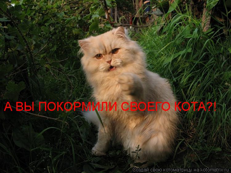 А ВЫ ПОКОРМИЛИ СВОЕГО КОТА?!... Котоматрица: А ВЫ ПОКОРМИЛИ СВОЕГО КОТА?!