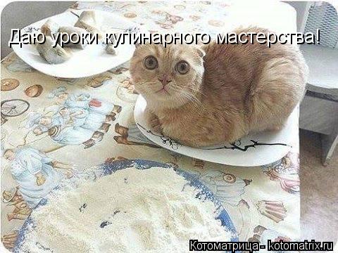 Даю уроки кулинарного мастерства!... Котоматрица: Даю уроки кулинарного мастерства!