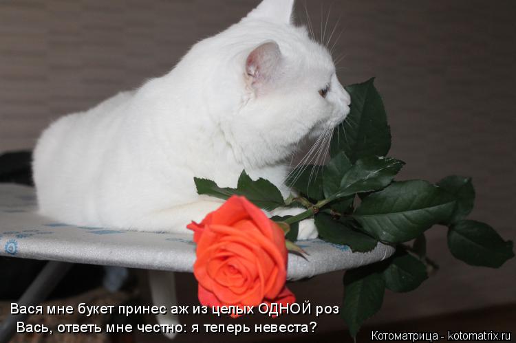 Вася мне букет принес аж из целых ОДНОЙ роз Вась, ответь мне честно: я теперь невеста?... Котоматрица: Вася мне букет принес аж из целых ОДНОЙ роз Вась, ответь мне честно: я теперь невеста?