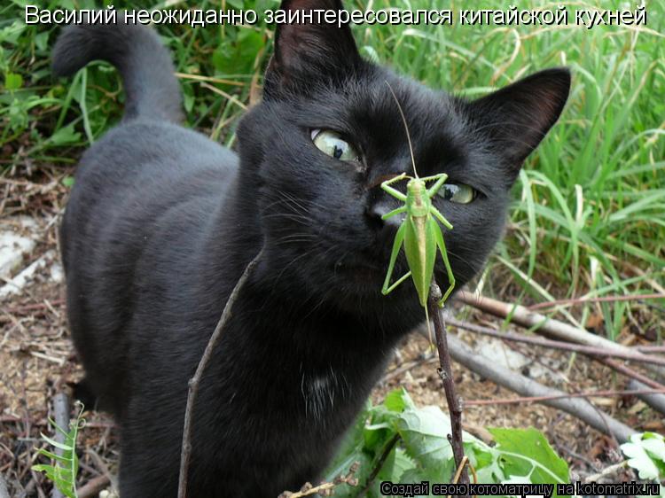 Котоматрица: Василий неожиданно заинтересовался китайской кухней