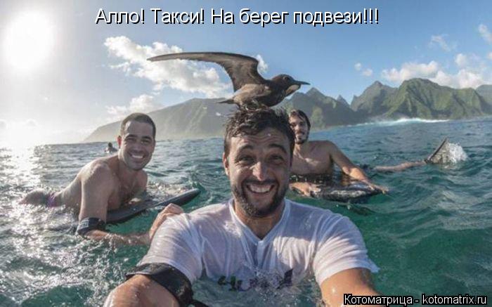 Котоматрица: Алло! Такси! На берег подвези!!!
