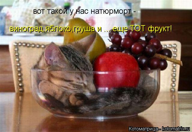 виноград,яблоко,груша и ....еще ТОТ фрукт! вот такой у нас натюрморт -... Котоматрица: виноград,яблоко,груша и ....еще ТОТ фрукт! вот такой у нас натюрморт -