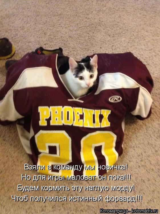 Котоматрица: Взяли в команду мы новичка! Но для игры маловат он пока!!! Будем кормить эту наглую морду! Чтоб получился истинный форвард!!!