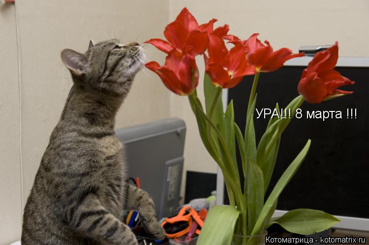 Котоматрица: УРА!!! 8 марта !!!
