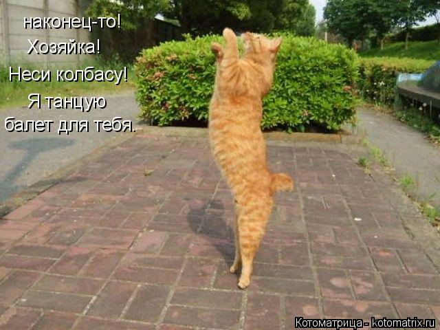 наконец-то! Хозяйка! Неси колбасу! Я танцую балет для тебя.... Котоматрица: наконец-то! Хозяйка! Неси колбасу! Я танцую балет для тебя.