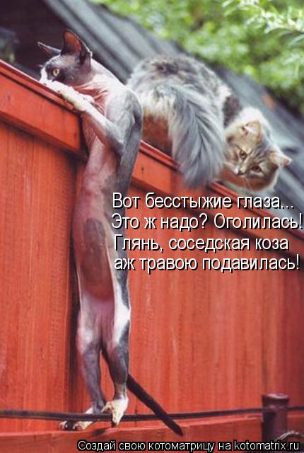 Котоматрица: Вот бесстыжие глаза... Это ж надо? Оголилась! Глянь, соседская коза аж травою подавилась!
