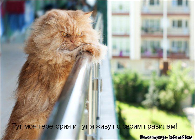 Котоматрица: Тут моя теретория и тут я живу по своим правилам!