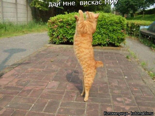Котоматрица: дай мне  вискас МЯУ