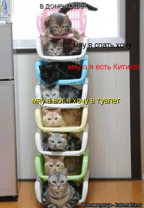 Котоматрица: в доме кошек мяу я спать хочу мяу я спать хочу мяу а я есть Китикет мяу а вот я хочу в туалет