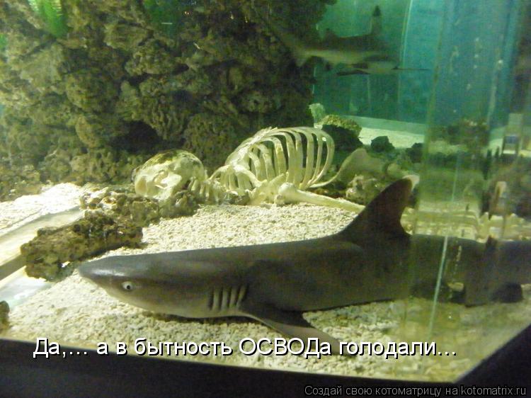 Котоматрица: Да,… а в бытность ОСВОДа голодали…