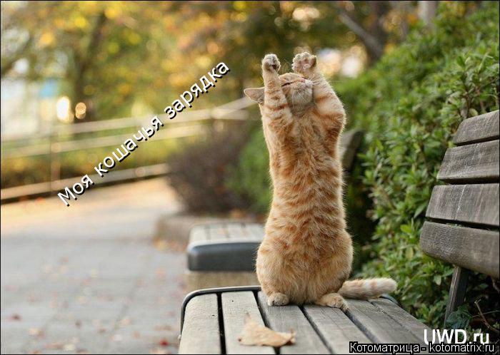 Котоматрица: Моя кошачья зарядка