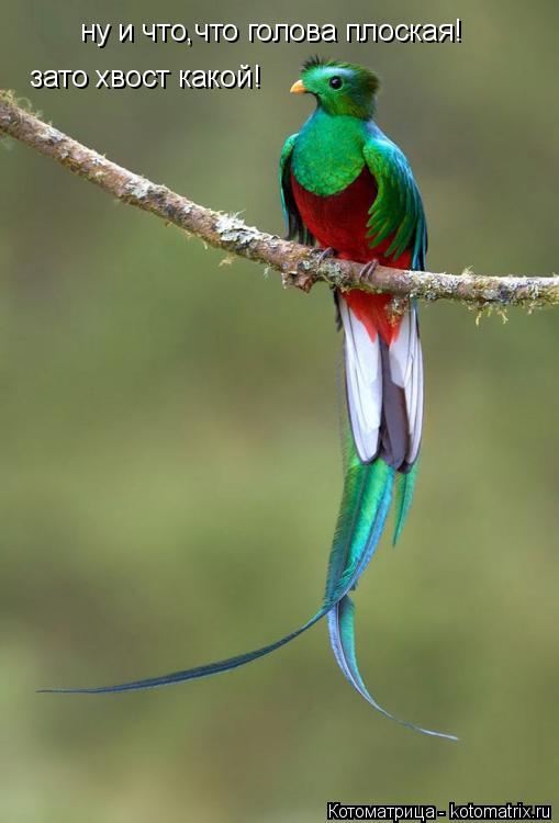 ну и что,что голова плоская! зато хвост какой!... Котоматрица: ну и что,что голова плоская! зато хвост какой!