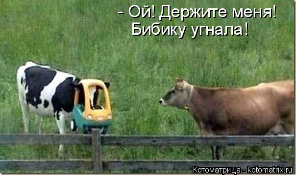 - Ой! Держите меня! Бибику угнала!... Котоматрица: - Ой! Держите меня! Бибику угнала!