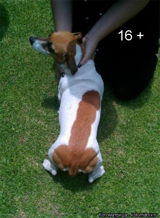 Котоматрица: 16 +