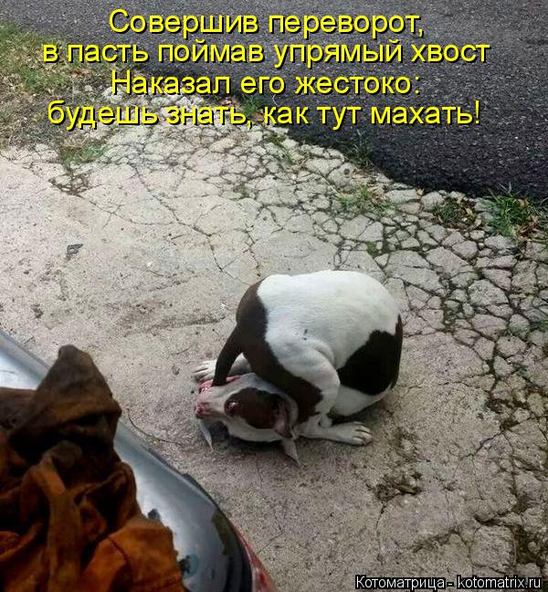 Совершив переворот, в пасть поймав упрямый хвост Наказал его жестоко: будешь знать, как тут махать!... Котоматрица: Совершив переворот, в пасть поймав упрямый хвост Наказал его жестоко: будешь знать, как тут махать!