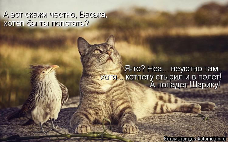 Котоматрица: А вот скажи честно, Васька,  хотел бы ты полетать? хотя... котлету стырил и в полет! Я-то? Неа... неуютно там... А попадет Шарику!