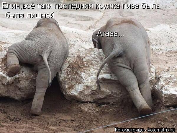 Котоматрица: Блин,всё таки последняя кружка пива была была лишней -Агааа...