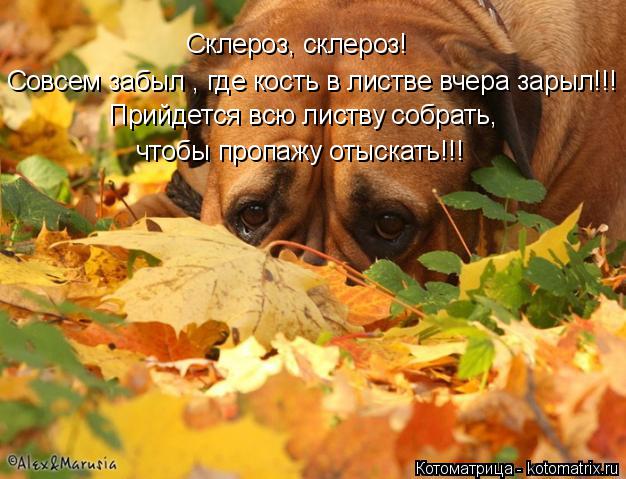 Котоматрица: Склероз, склероз! Совсем забыл , где кость в листве вчера зарыл!!! Прийдется всю листву собрать, чтобы пропажу отыскать!!!