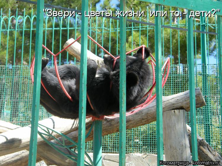 Котоматрица: "Звери - цветы жизни, или то - дети?"
