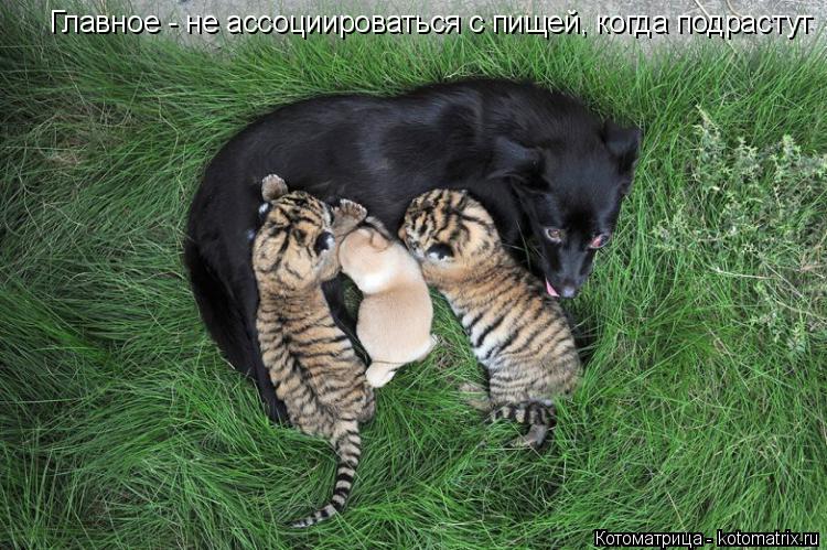 Котоматрица: Главное - не ассоциироваться с пищей, когда подрастут