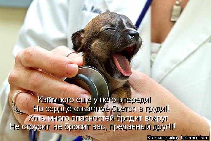 Котоматрица: Как много еще у него впереди! Но сердце отважное бьется в груди!! Хоть много опасностей бродит вокруг. Не струсит, не бросит вас, преданный др