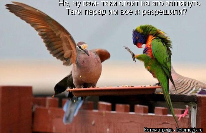 Котоматрица: Не, ну вам- таки стоит на это взглянуть Таки парад им все ж разрешили?