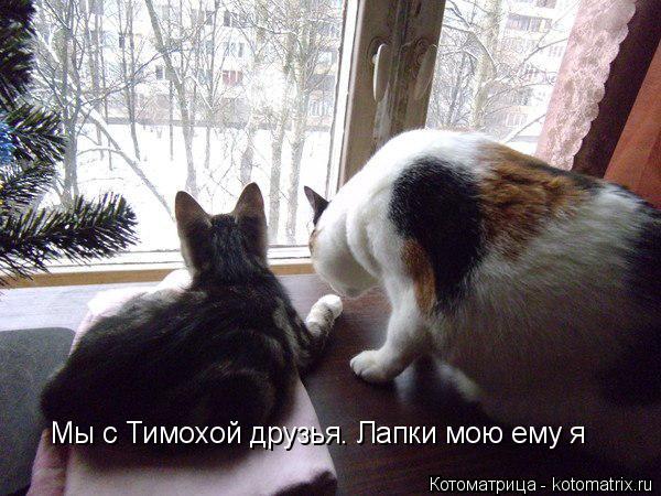 Котоматрица: Мы с Тимохой друзья, Мы с Тимохой друзья. Лапки мою ему я
