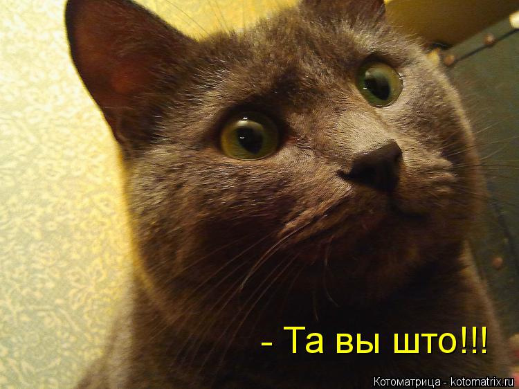 Котоматрица: - Та вы што!!!