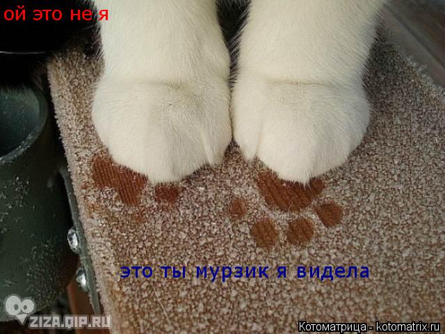 Котоматрица: ой это не я это ты мурзик я видела