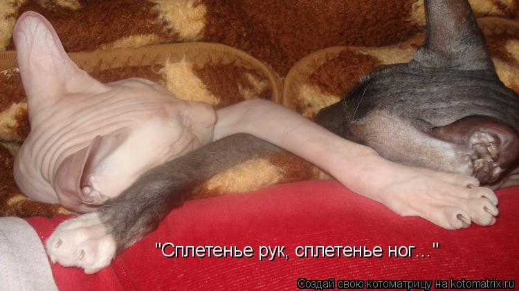 "Сплетенье рук, сплетенье ног…"... Котоматрица: "Сплетенье рук, сплетенье ног…"