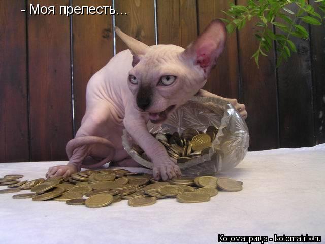 Котоматрица: - Моя прелесть…